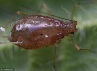 Common Nettle Aphid