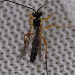 Diplazontinae Unidentified 1
