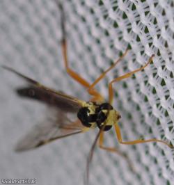 Diplazontinae Unidentified 1