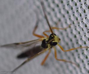 Diplazontinae Unidentified 1