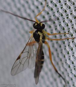 Diplazontinae Unidentified 1