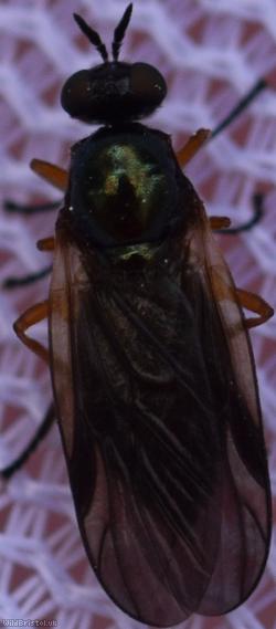 Murky-legged Black Legionnaire