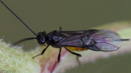 Bracon Unidentified 4