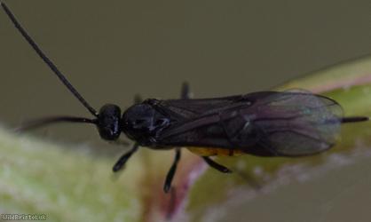 Bracon Unidentified 4