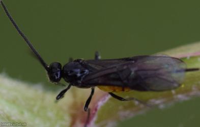 Bracon Unidentified 4