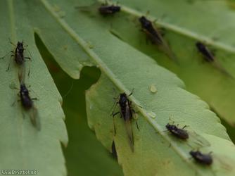 Common Periphyllus Aphid