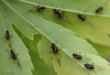 Common Periphyllus Aphid