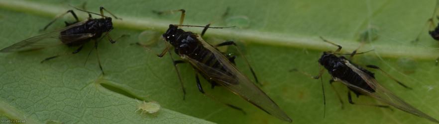 Common Periphyllus Aphid