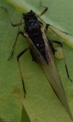 Common Periphyllus Aphid
