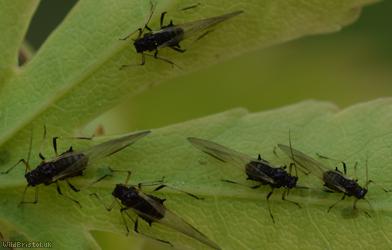 Common Periphyllus Aphid
