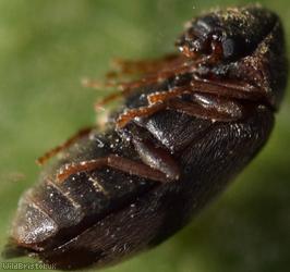 Ivy Boring Beetle