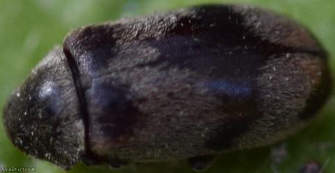 Ivy Boring Beetle