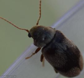 Ivy Boring Beetle