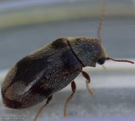 image for Ivy Boring Beetle