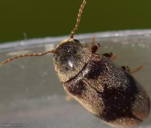 Ivy Boring Beetle