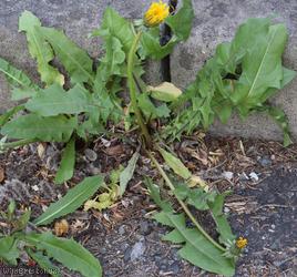 image for Regular-lobed Dandelion