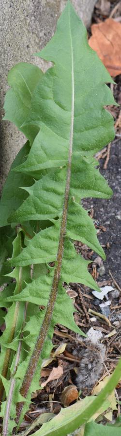 Regular-lobed Dandelion