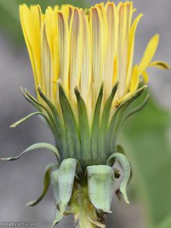 Regular-lobed Dandelion