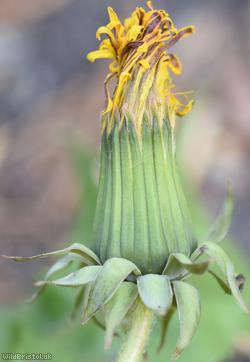 Regular-lobed Dandelion