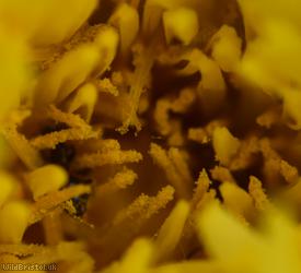 Regular-lobed Dandelion