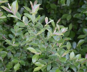 image for Grey Willow