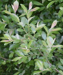 Grey Willow