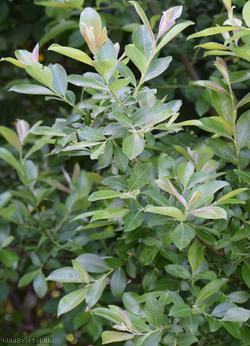 Grey Willow