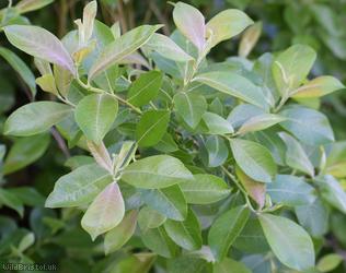 Grey Willow
