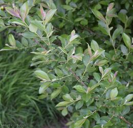Grey Willow