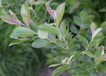 Grey Willow