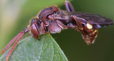 Fork-jawed Nomad Bee