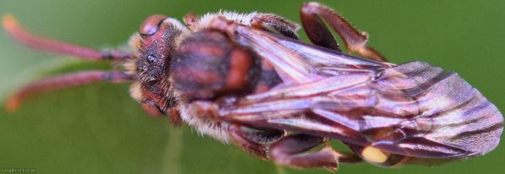Fork-jawed Nomad Bee