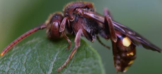 Fork-jawed Nomad Bee