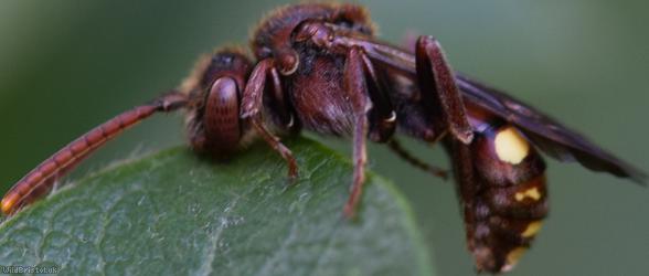 Fork-jawed Nomad Bee