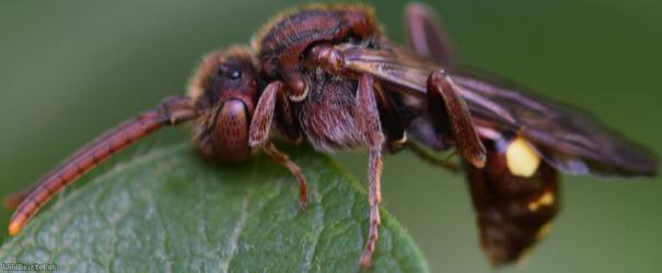 Fork-jawed Nomad Bee