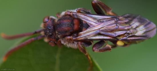 Fork-jawed Nomad Bee