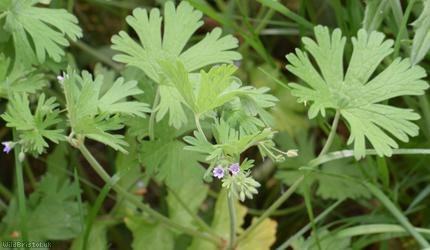 image for Small-flowered Crane's-bill