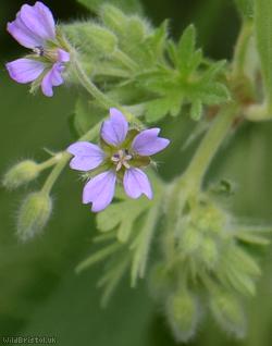 Small-flowered Crane's-bill