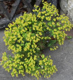 Cypress Spurge