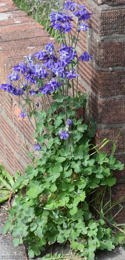 Columbine