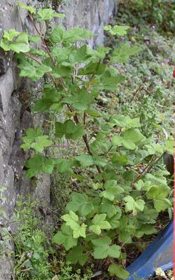 image for Flowering Currant