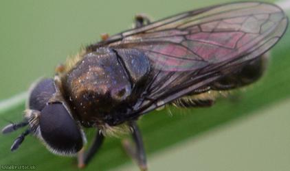 Pipizella viduata