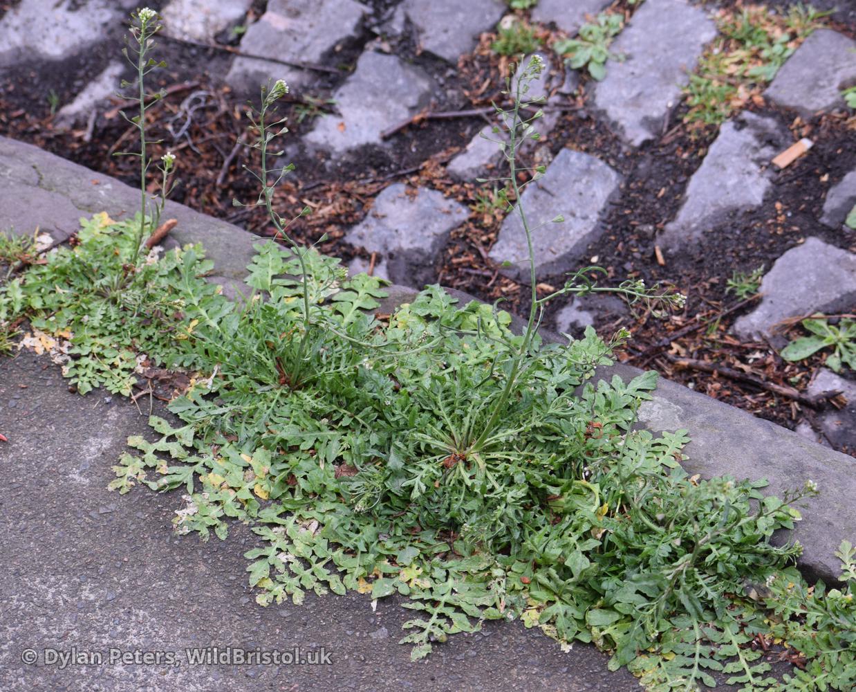 *Capsella bursa-pastoris* type 13