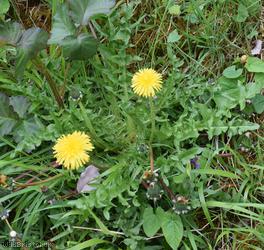 image for Lacerate-leaved Dandelion