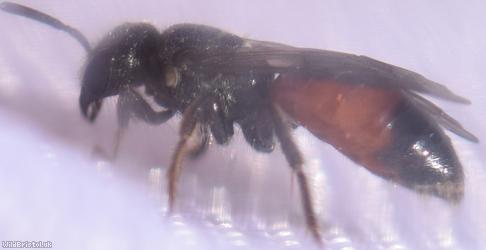 Box-headed Blood Bee