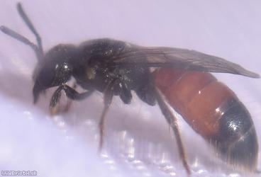 Box-headed Blood Bee