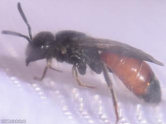 Box-headed Blood Bee