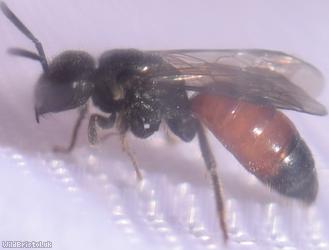 Box-headed Blood Bee