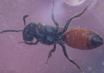 Box-headed Blood Bee