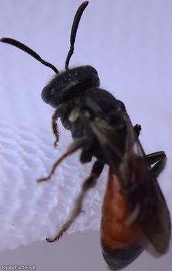 image for Blood Bees